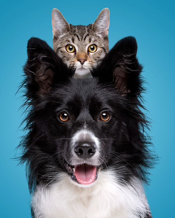 Border Collie and Kitten